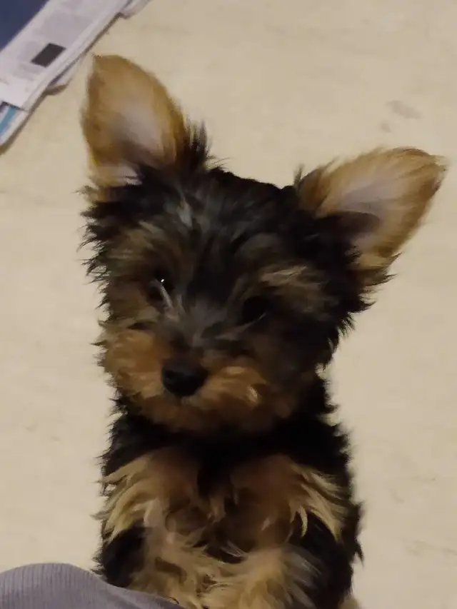 Yorkshire Terrier miniatures in Dogs & Puppies for Rehoming in Gatineau - Image 11