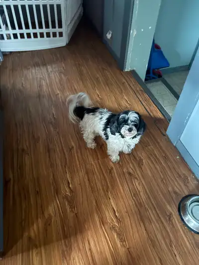 Shorkie & Maltiyorkes Expected early May, View more