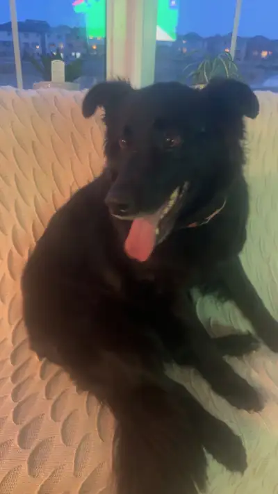 8.5 year old border collie lab, View more