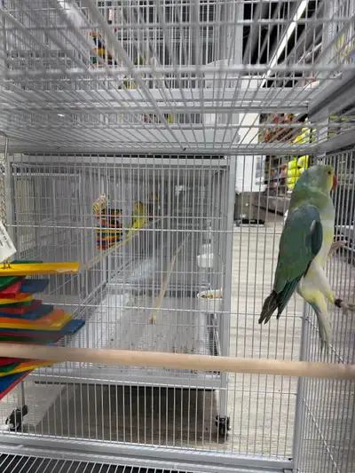Beautiful Indian Ringneck – Cleartail Blue Turquoise, male born in 2025. This bird has a striking tu...