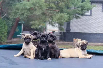 Purebred pug puppies, View more