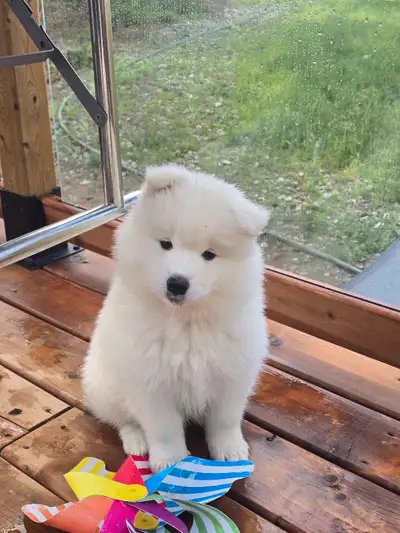 CKC Registered Samoyed Puppies, View more