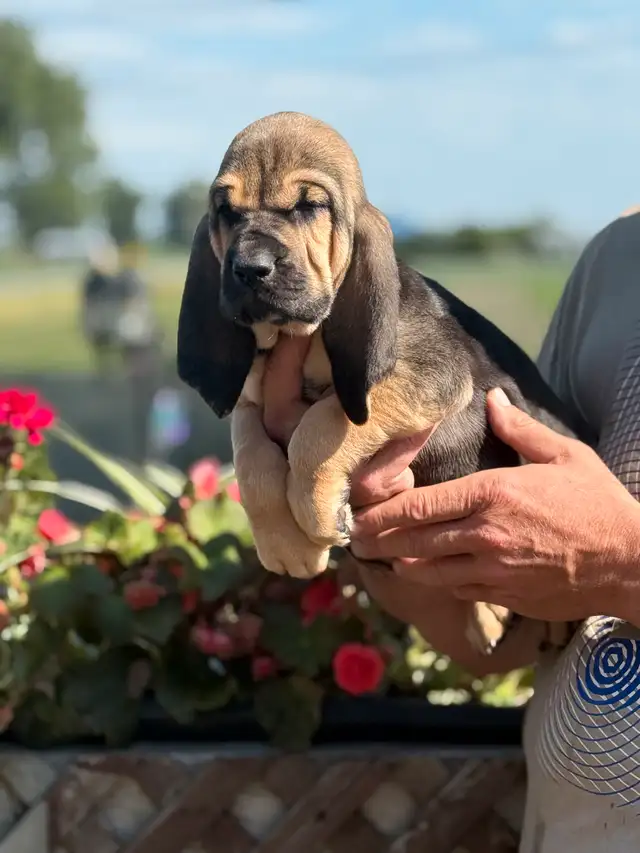 Purebred Bloodhound – CKC Reg, Champion OFA TEST READY TO GO in Dogs & Puppies for Rehoming in Cornwall - Image 3