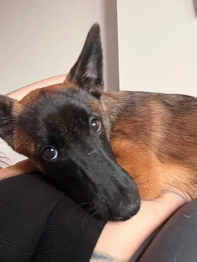 Belgian Malinois for sale, View more