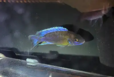 Lwanda peacock cichlid males, View more
