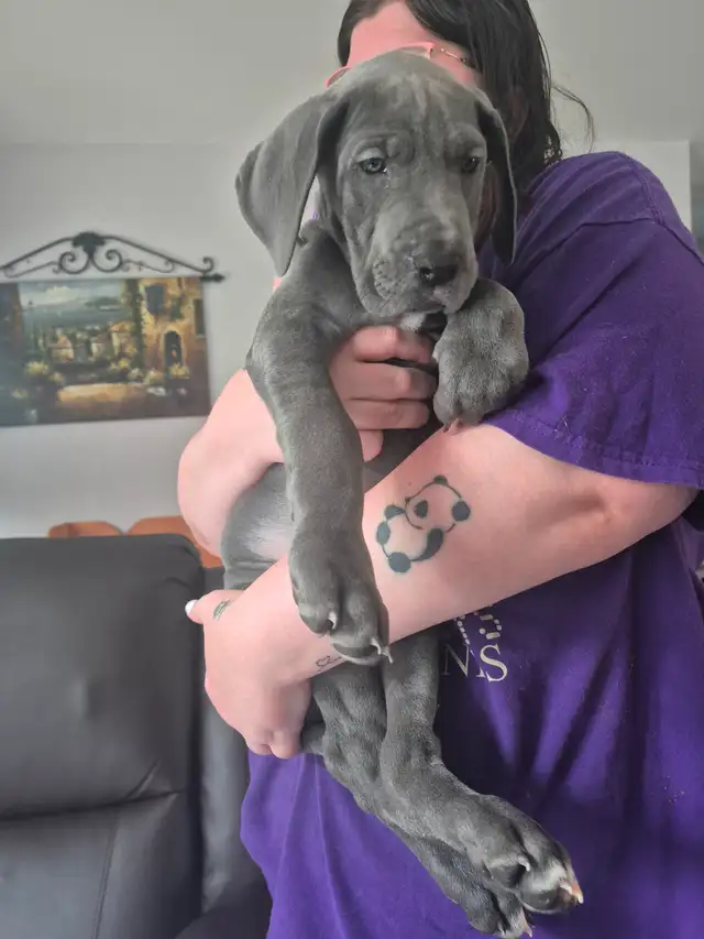 Great Dane Puppies in Dogs & Puppies for Rehoming in Sudbury - Image 12