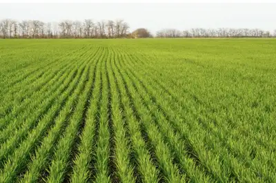 Cash crop operation looking for good farmland to rent in Owen Sound and surrounding areas. Willing t...