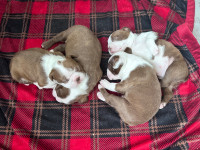 Puppy - RED Boston Terrier Puppies!!