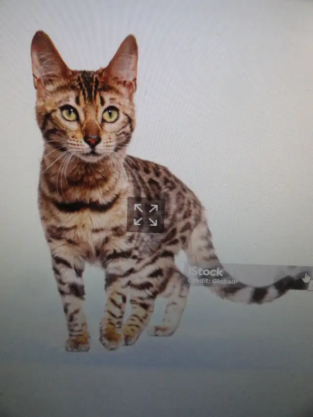 chat bingale pur race avec  papier  payer $4,000 laisse  $200 in Cats & Kittens for Rehoming in City of Montréal - Image 6