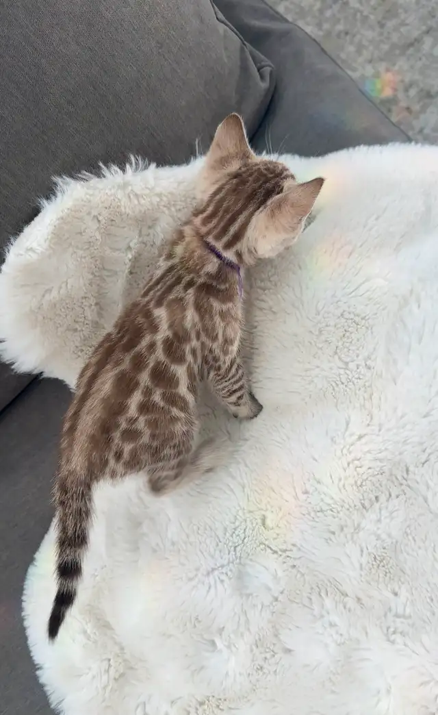 Bengal kitten snow in Cats & Kittens for Rehoming in Calgary - Image 5