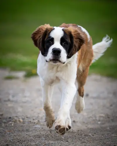 Rehoming a loving  1 year old St. Bernard, View more