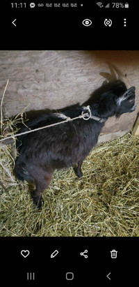 Female pygmy goat 