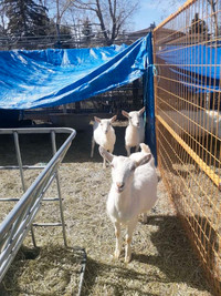 Halal goats