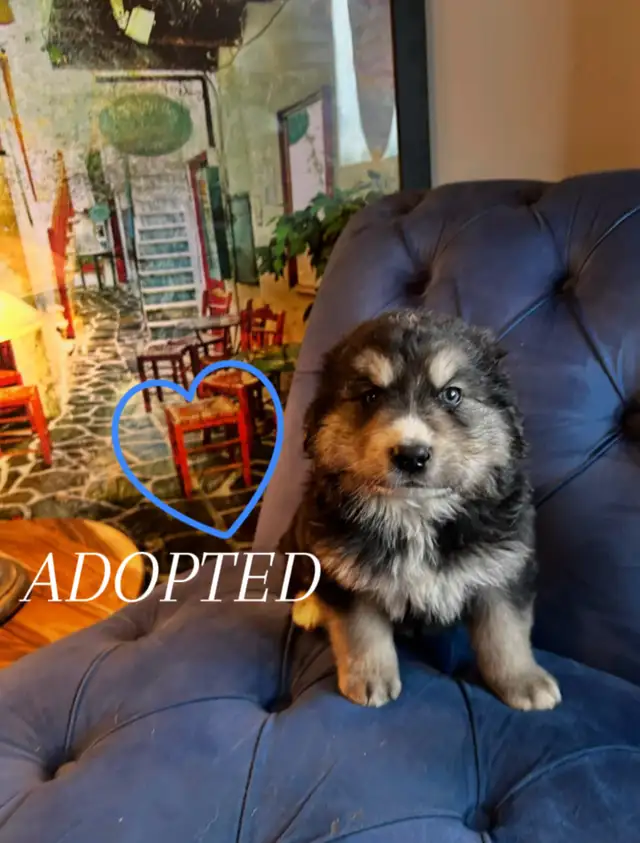 ALL ADOPTED White German Shepherd golden doodle puppies in Dogs & Puppies for Rehoming in Laval / North Shore - Image 7