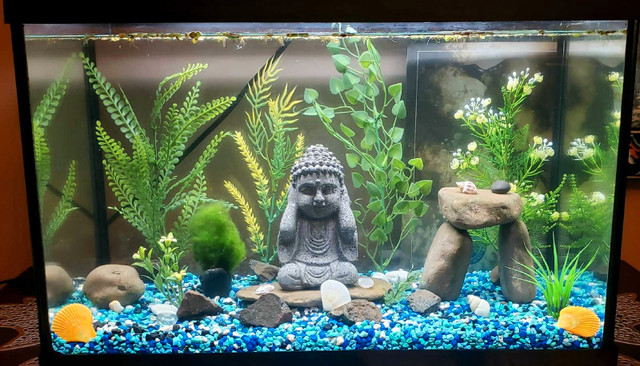 Aquarium for Beginners in Fish for Rehoming in Mississauga / Peel Region