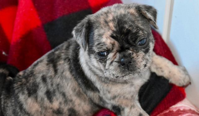 Pug Puppies in Dogs & Puppies for Rehoming in Belleville - Image 2