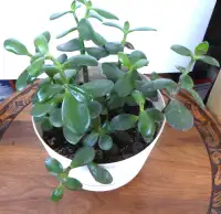 Healthy indoor Jade plant