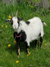 Female nubian goat 