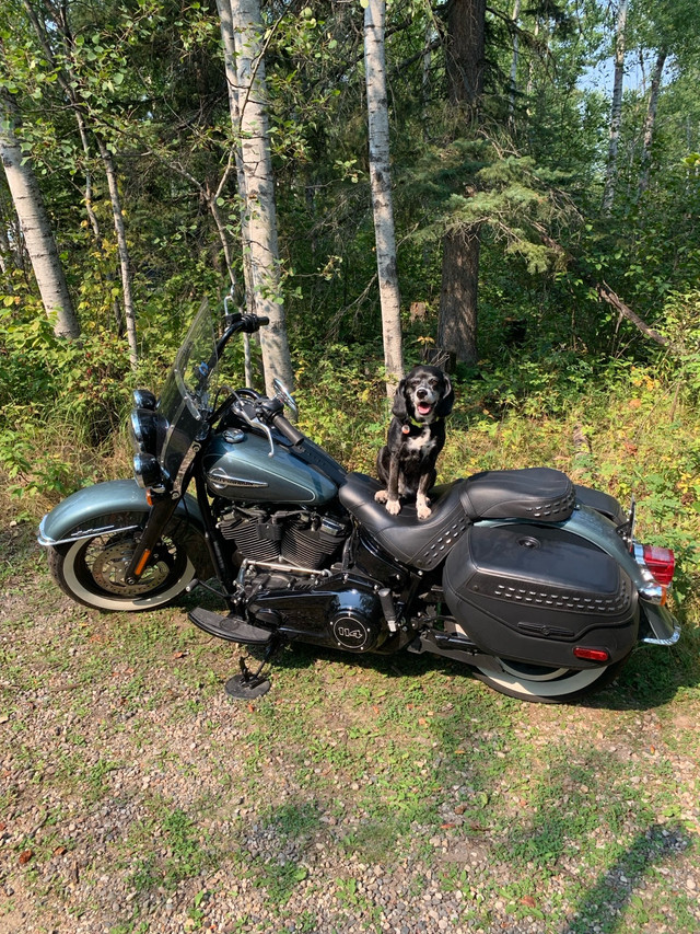 Harley Davidson Heritage Classic  in Street, Cruisers & Choppers in Saskatoon