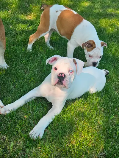 I have 1 male valley bulldog puppy available. Been vet checked, dewormed, first shots and tails dock...