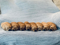 Purebred golden retriever puppies 