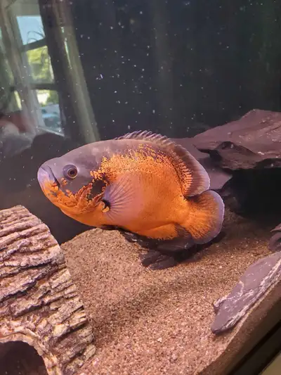 I have a large oscar available, Not sure of the sex but it's about 1 ft in length, not aggressive. E...