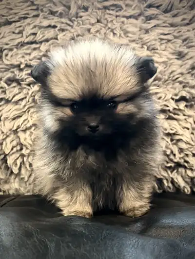 ❤️Teddy Bear Pomeranian Pup❤️, View more