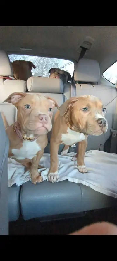 Adorable Puppies, View more