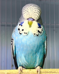 Show Quality English Budgie ! SOLD ! 