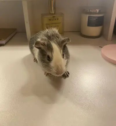 baby Guinea pig, View more