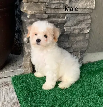Adorable and fluffy bichon cross Poodle pups Ready for new homes Spunky fun characters. 1 female est...
