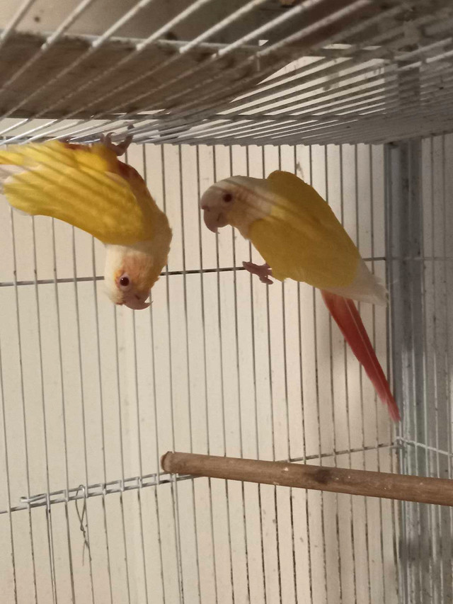 Breeding pairs of Lutino Conures (not tame) in Birds for Rehoming in Oakville / Halton Region - Image 3