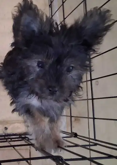 Morkie love from Bear Mountain Morkies, View more