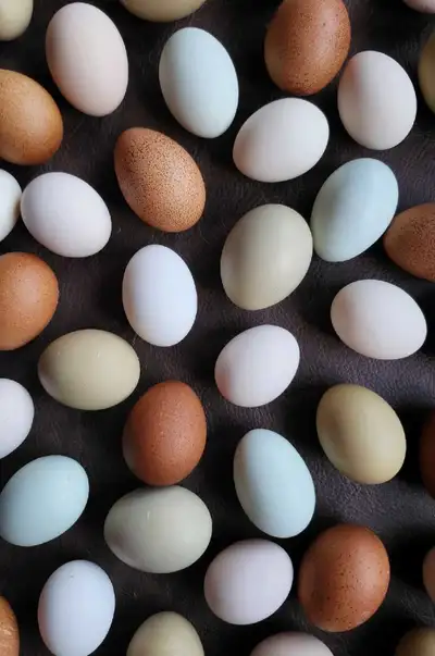 Hatching egg sale! , View more
