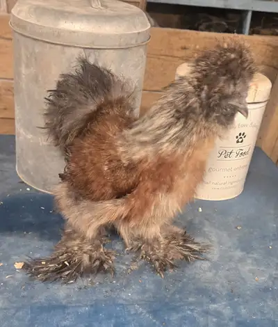 3 Roosters for sale - $ 12 Each - Hatched this Spring, View more
