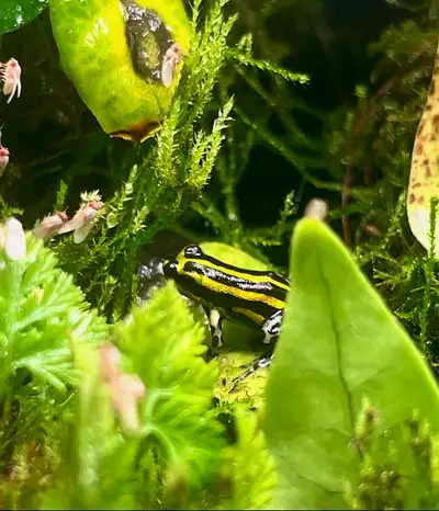 Ranitomeya Sirenisis + Vivarium, View more
