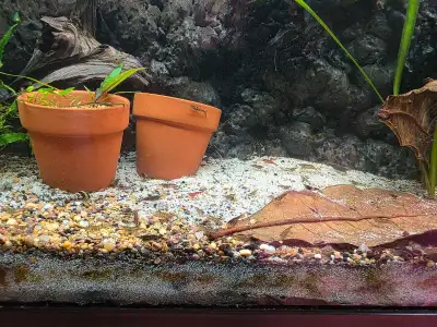 My shrimp population is exploded. Willing to give 10 free wild type shrimp. Pick up only.