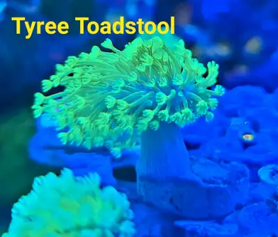 Tyree toadstool - saltwater coral frag, View more
