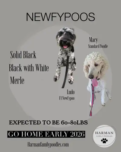 We have planned a repeat litter of Newfypoos for this winter! ** Puppies pictured are from our last...