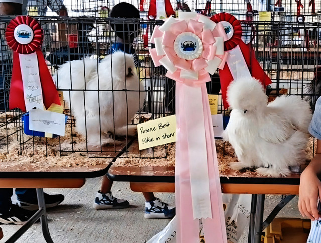 Silkie Hatching Eggs in Livestock in Cambridge