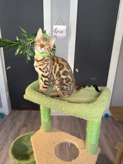 Top quality TICA registered Bengal kittens, View more