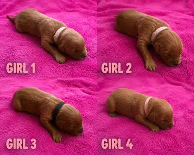 Golden Retriever Puppies!, View more