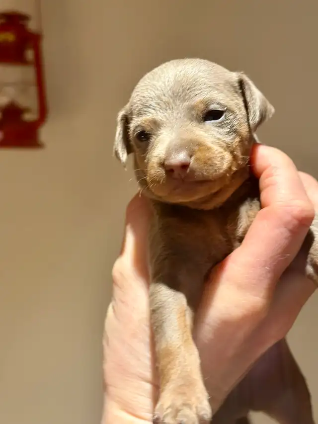 miniature pinscher in Dogs & Puppies for Rehoming in Laval / North Shore - Image 3