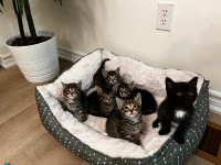 Adorable Little Kittens