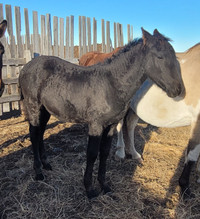 Curly Friesian 2023 filly