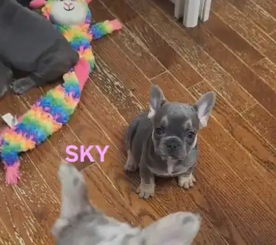 Top Qty French Bulldog puppies Solid Blue Blue Blue!, View more