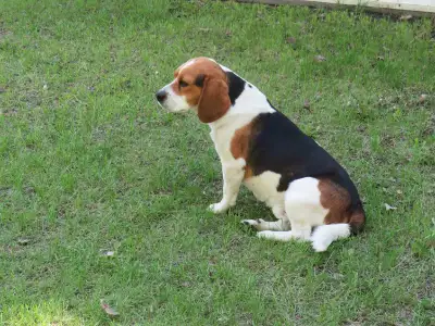 Tri-colored Beagle (Male), View more