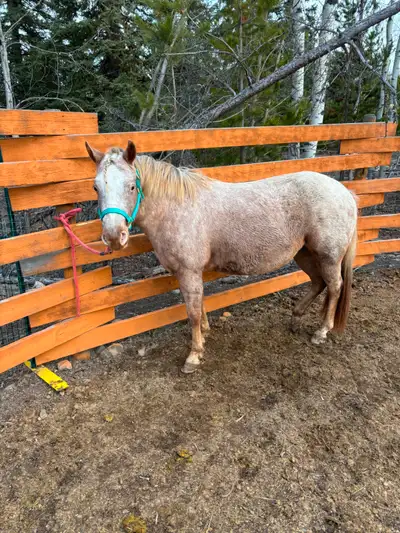 3 Year Old POA mare, View more