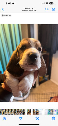 Basset hound puppies(receipts available)