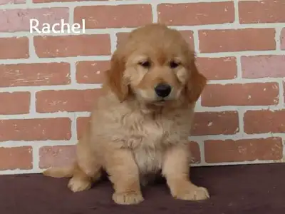 Golden retriever German shorthaired pointer x Hey we have a litter of Golden retriever x German shor...